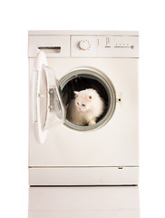 Image showing washing machine and cat