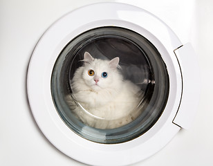 Image showing washing machine and cat