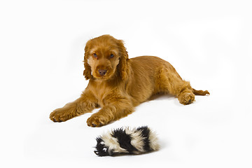 Image showing Cocker Spaniel puppy