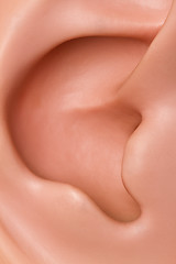 Image showing Ear conch