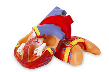 Image showing Model heart for medical demonstration