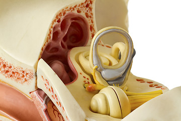 Image showing Ear anatomy
