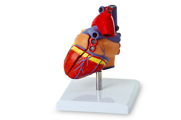 Image showing Model heart for medical demonstration