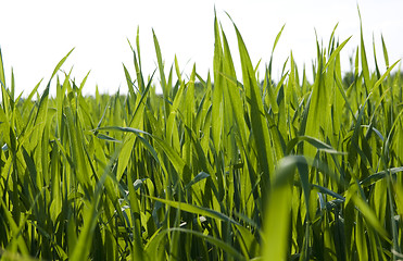 Image showing Green grass