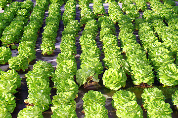 Image showing Fresh lettuce