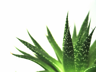 Image showing aloe vera leaves 2