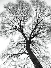 Image showing veins of the tree
