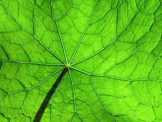 Image showing leaf of nasturtium 3