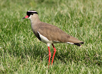 Image showing Crowned Plover Lapwing Bird Focussed