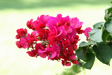 Image showing Beautiful Bouganvilla Flowers 