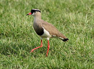 Image showing Crowned Plover Lapwing Bird Leg Forward