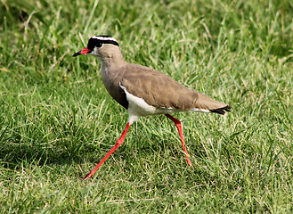 Image showing Crowned Plover Lapwing Bird Walking