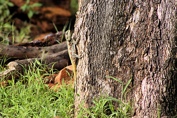 Image showing Blue Headed Agama Lizard