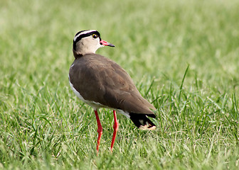 Image showing Crowned Plover Lapwing Bird Looking Back