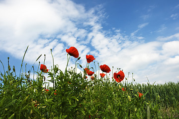 Image showing Red poppy