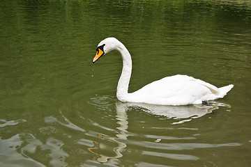 Image showing Swan