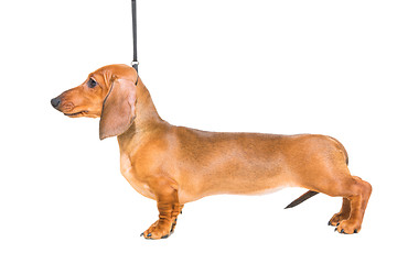 Image showing red dachshund puppy on isolated white