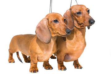 Image showing two red dachshund dogs on isolated white