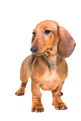 Image showing red dachshund puppy on isolated white