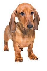 Image showing red dachshund puppy on isolated white