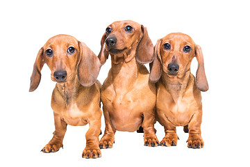 Image showing three red dachshund dogs on isolated white