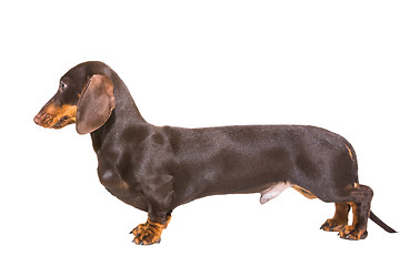 Image showing chocolate dachshund puppy on isolated white