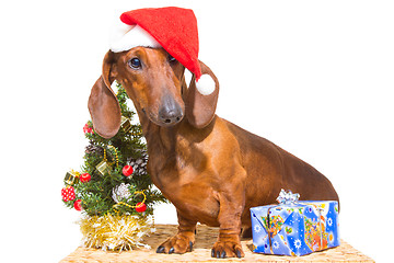 Image showing red dachshund with near Christmas tree on isolated white