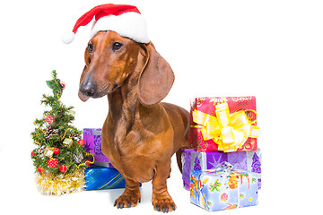 Image showing red dachshund with near Christmas tree on isolated white