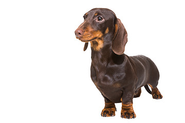 Image showing chocolate dachshund puppy on isolated white