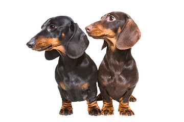 Image showing black and chocolate dachshund dogs on isolated white