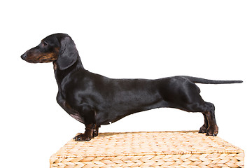 Image showing black dachshund with fine exterior on isolated white 