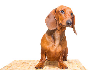 Image showing red dachshund on isolated white