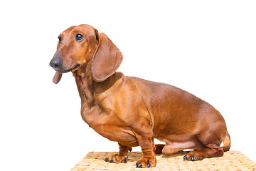 Image showing red dachshund on isolated white