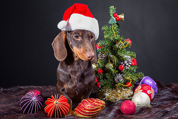 Image showing dachshund with red santa cap near decorated Christmas tree