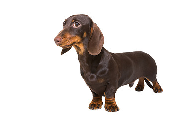 Image showing chocolate dachshund puppy on isolated white