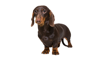 Image showing chocolate dachshund puppy on isolated white