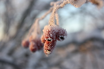 Image showing frozen berries