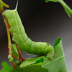 Image showing Caterpillar on a grape leaf. 