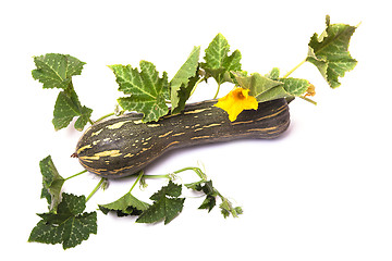 Image showing pumpkin with leaves and flowers