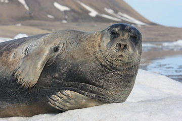 Image showing seal of Spitsbergen