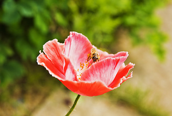 Image showing Bee in poppy flower