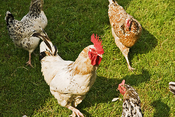 Image showing Hens and Rooster