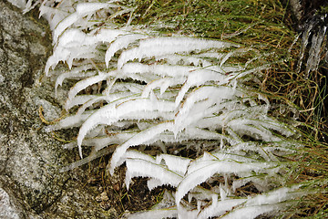 Image showing Ice and Grass