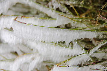 Image showing Ice and Grass