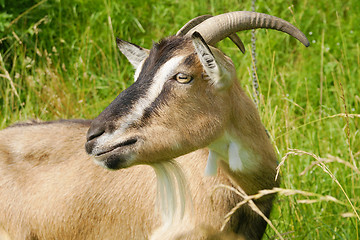 Image showing Goat