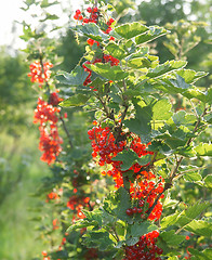 Image showing Red currants