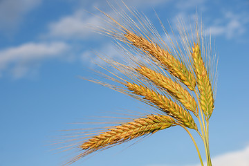 Image showing Ears of rye