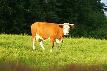 Image showing Cow