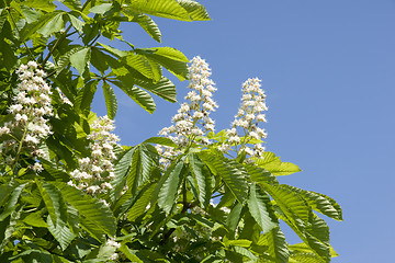 Image showing Flower of chestnut