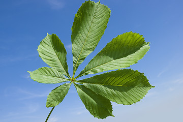 Image showing Leaf